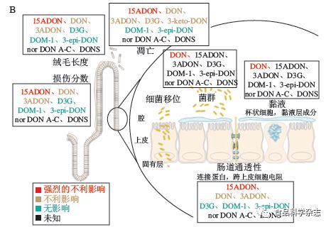 食品中嘔吐毒素的污染現(xiàn)狀、吸收代謝機制及腸道毒性研究進展——以安徽工程大學郭紅艷講師團隊研究為例